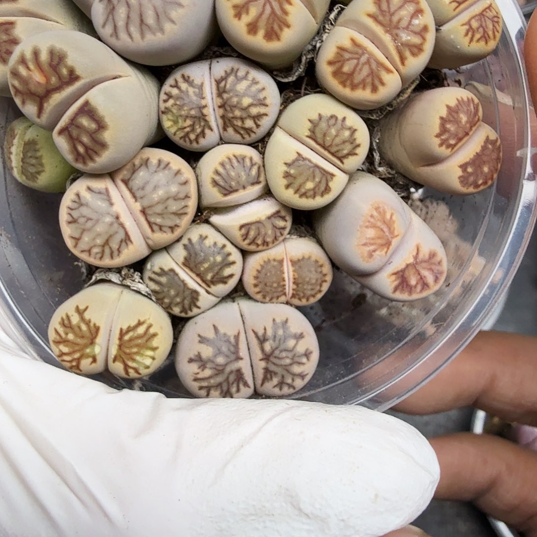 这个我都看出来这一223我