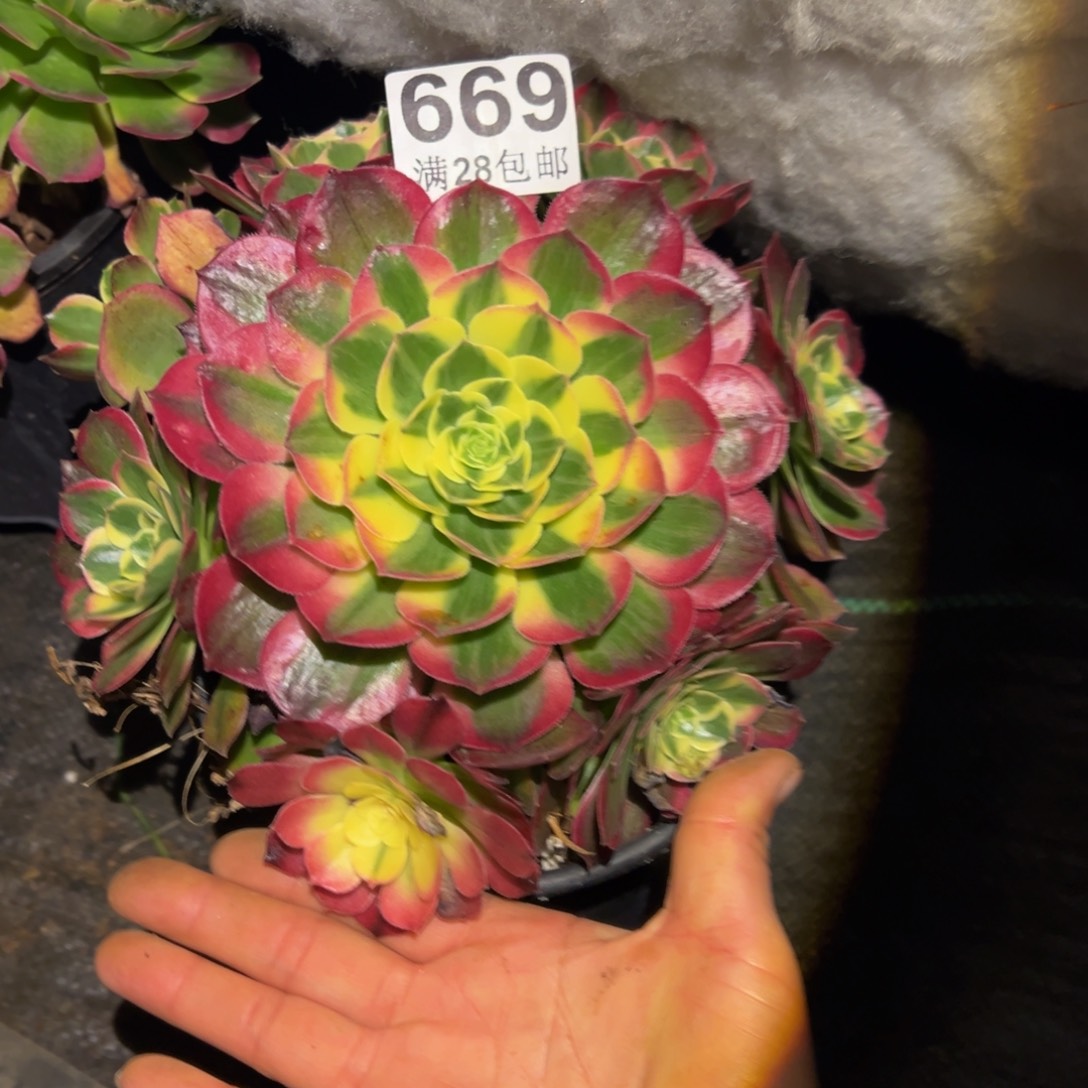 多肉植物669海仙的