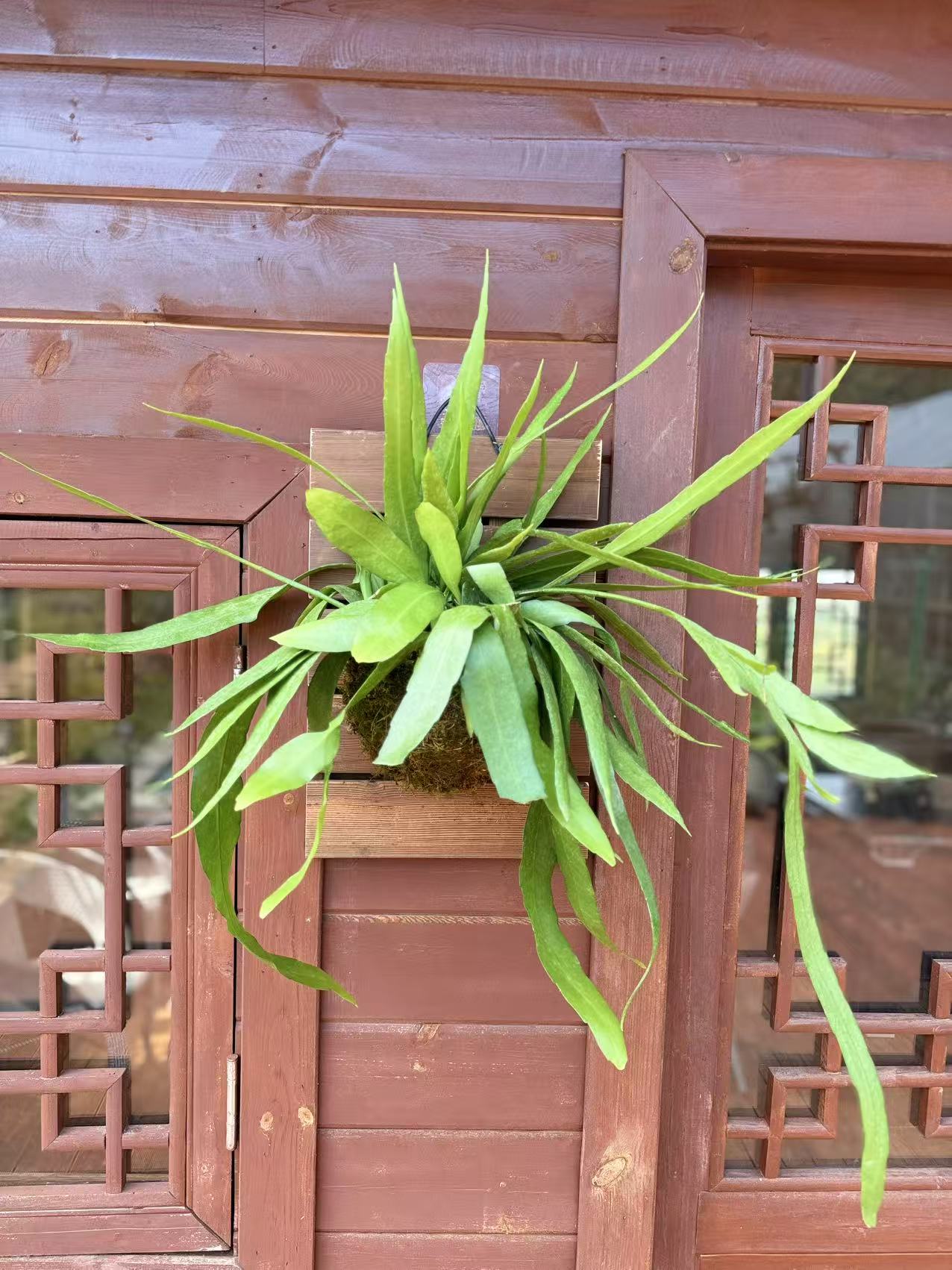 小叶昙花板植作画造型月下姬美人花量大好养活阳台庭院绿植