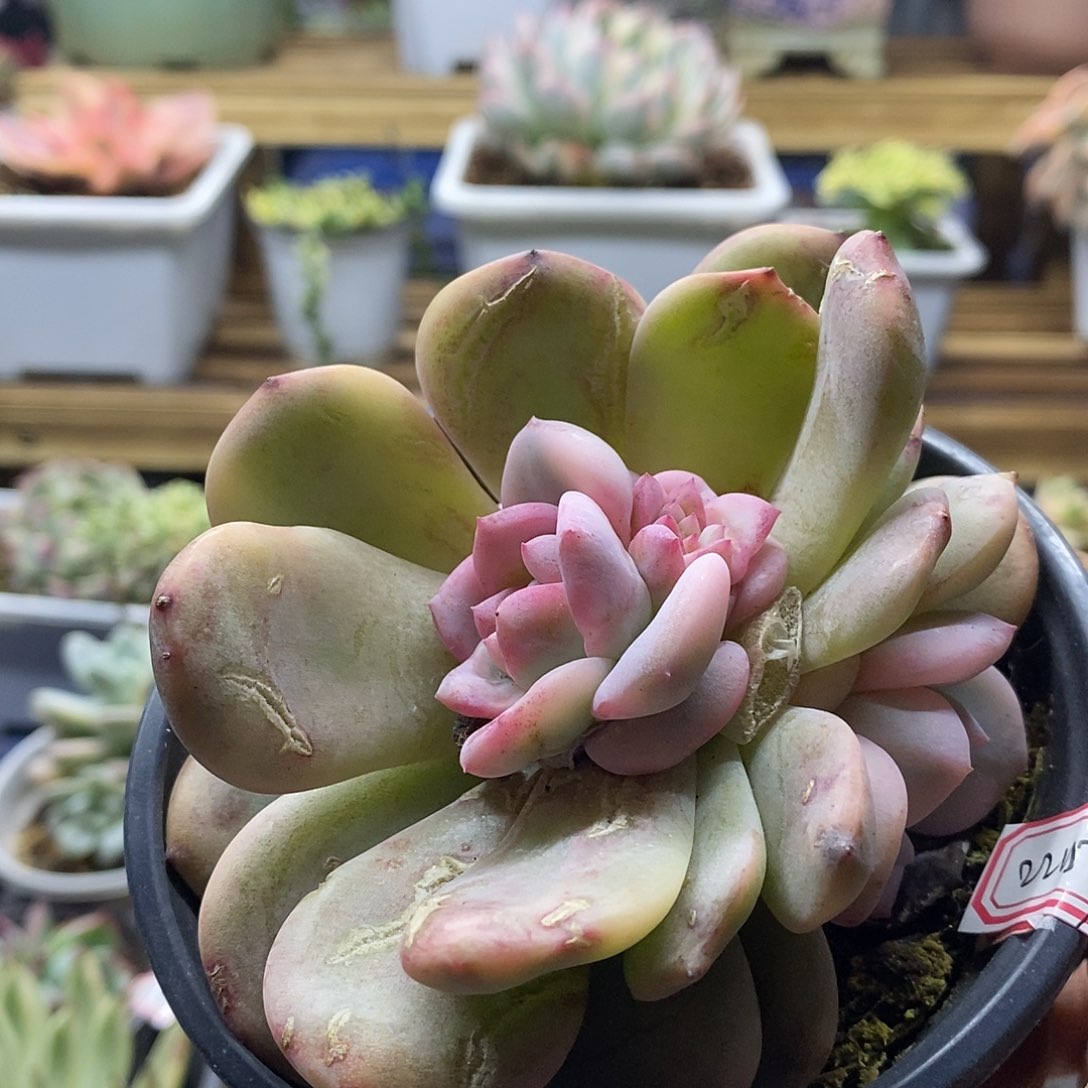 22159 橙子相对宽锦群