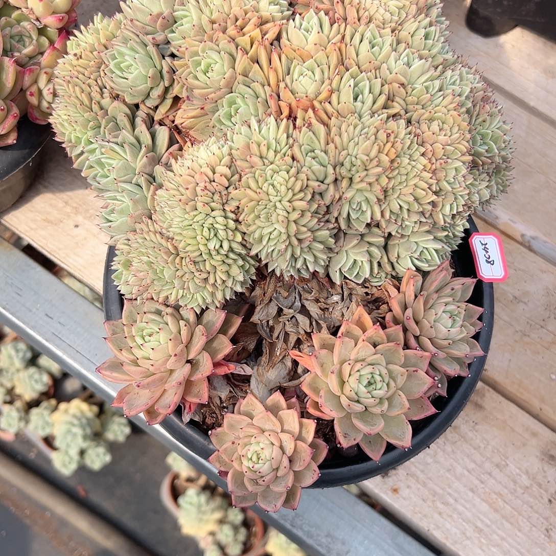 এ****拉霍亚爪缀2408