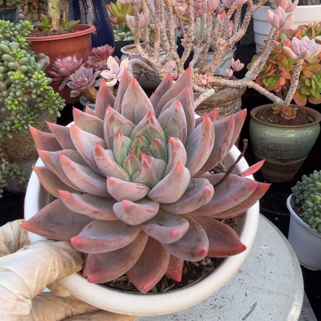 好姑娘多肉园艺，圣徒