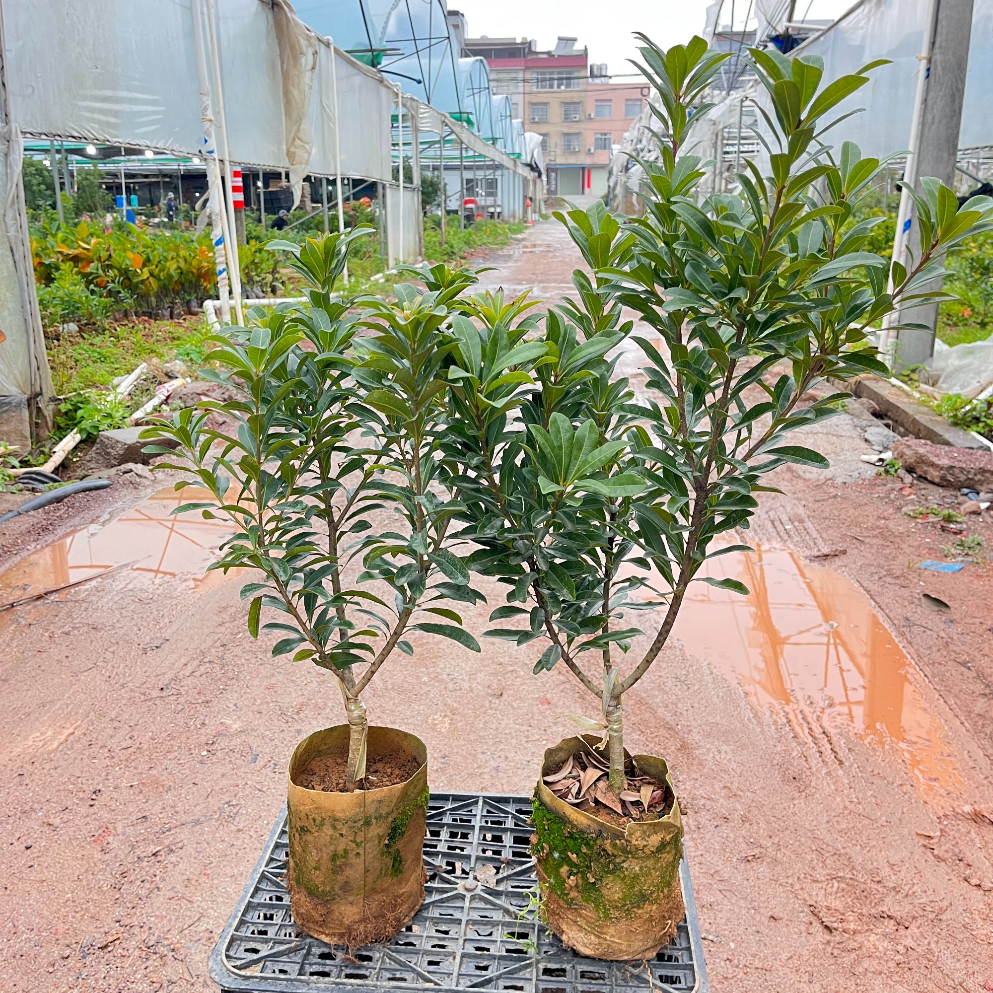 【3年苗】杨梅苗嫁接苗东魁杨梅苗正宗黑炭树苗特大早熟南北方种植