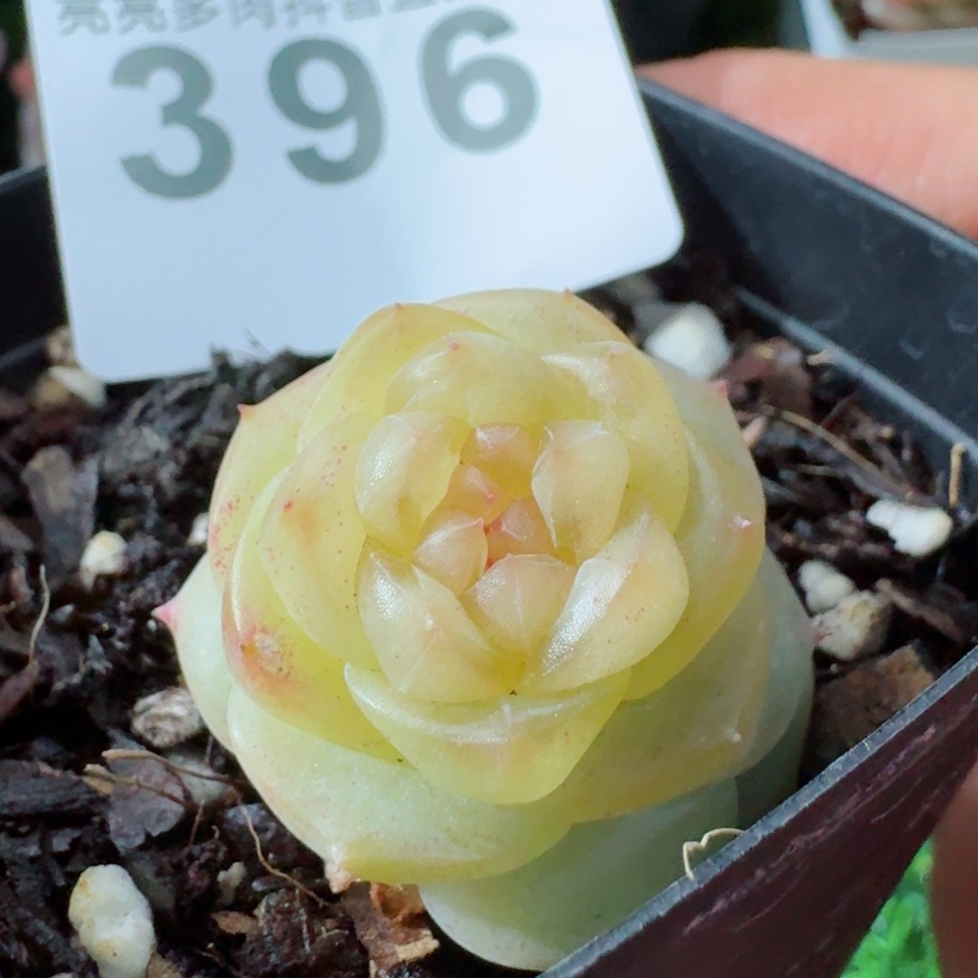 孤品       多肉植物