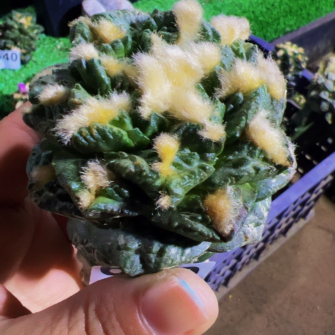 无花朵龟甲牡丹639