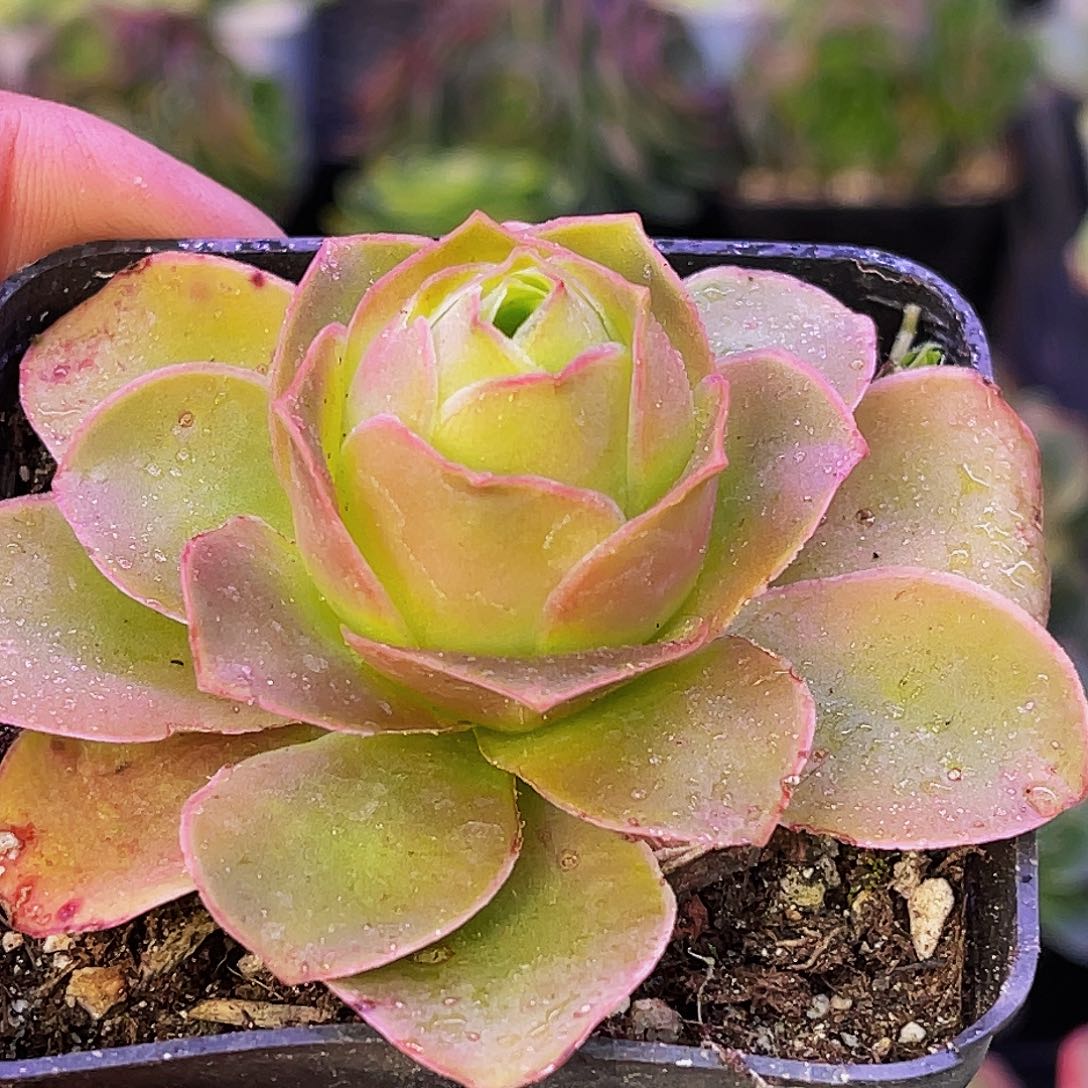 沫恂 满30元非偏远包邮 多肉