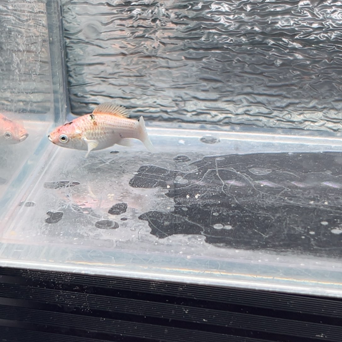 孔雀鱼玛丽鱼一条红头