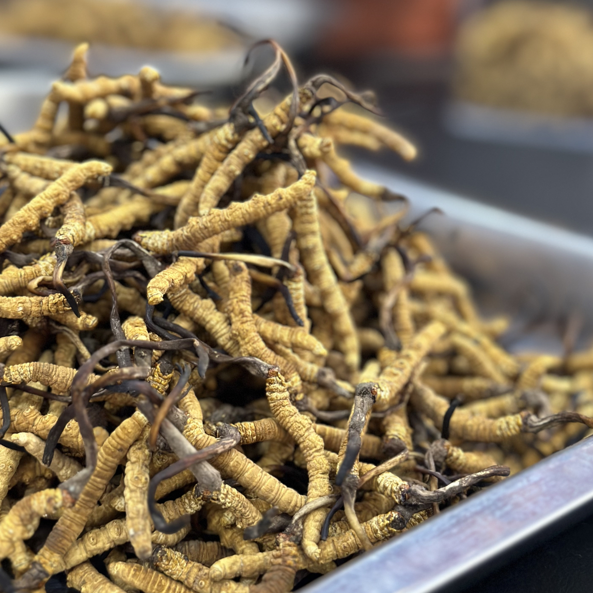 （50根）2025年头期新鲜干虫草  （非人工种植草）顺丰包邮