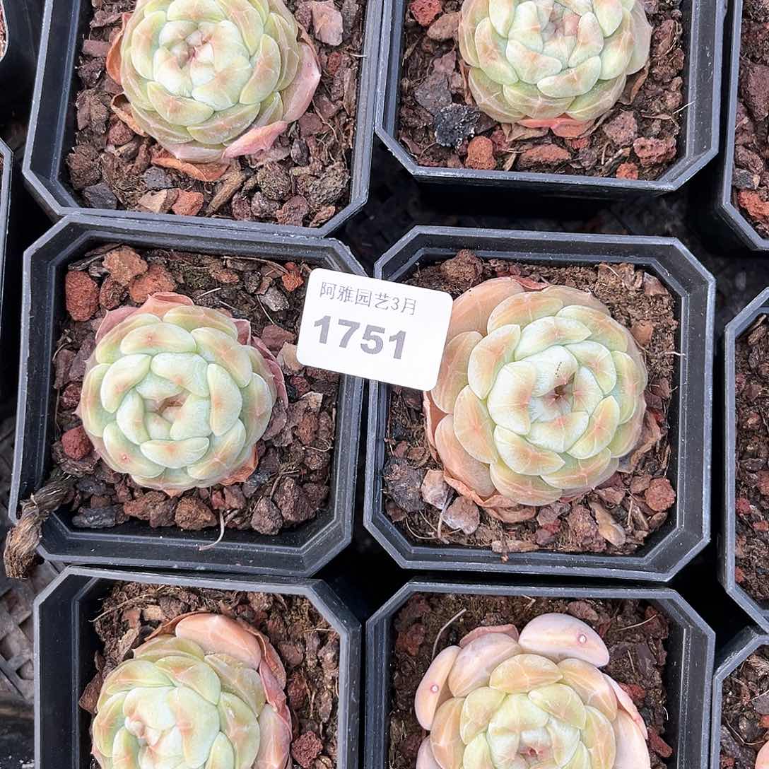 阿雅园艺。    1751