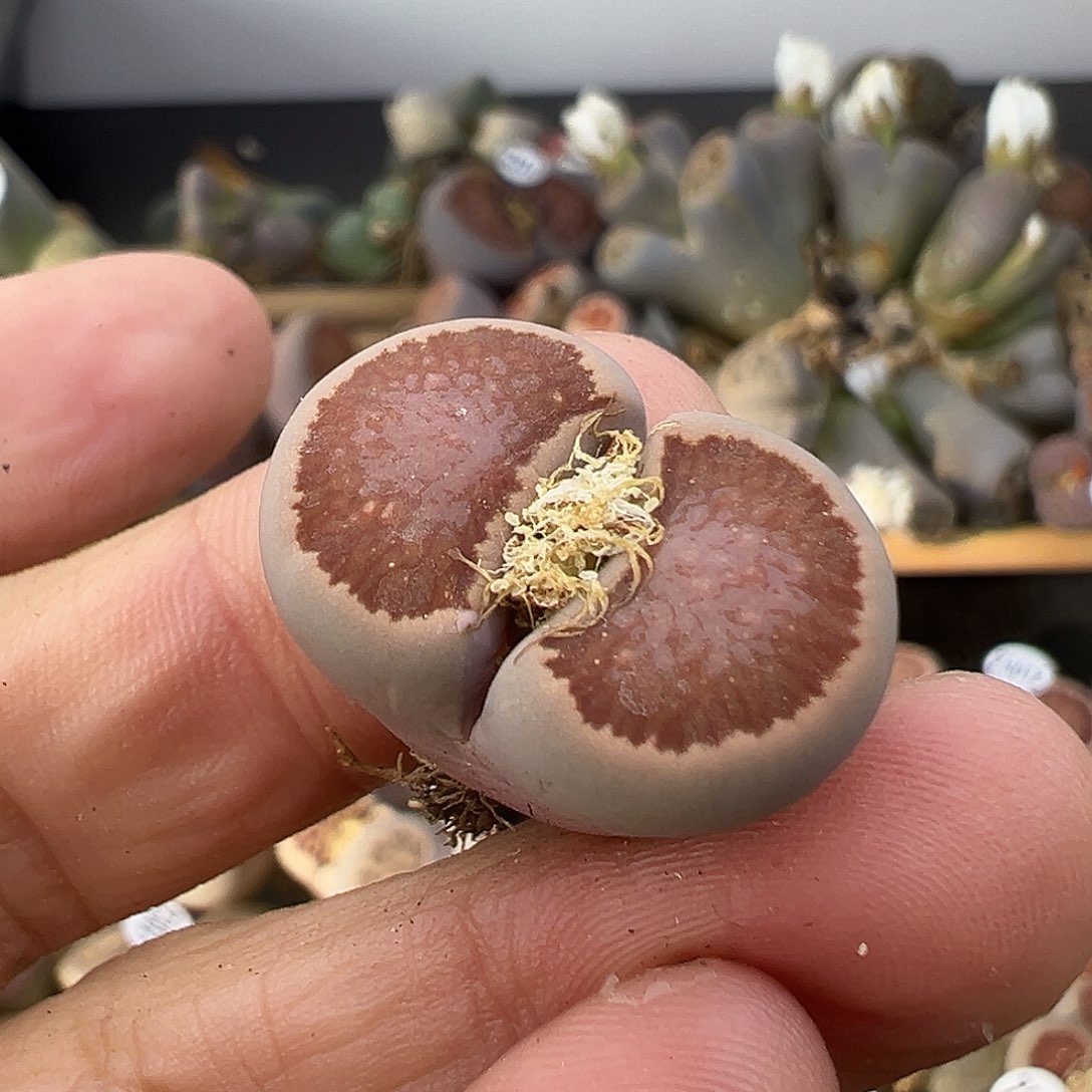 3046晕染菊很有感觉2.2厘米