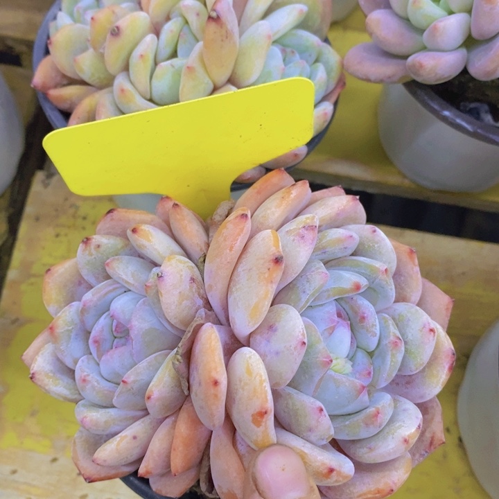 开心多肉植物多肉