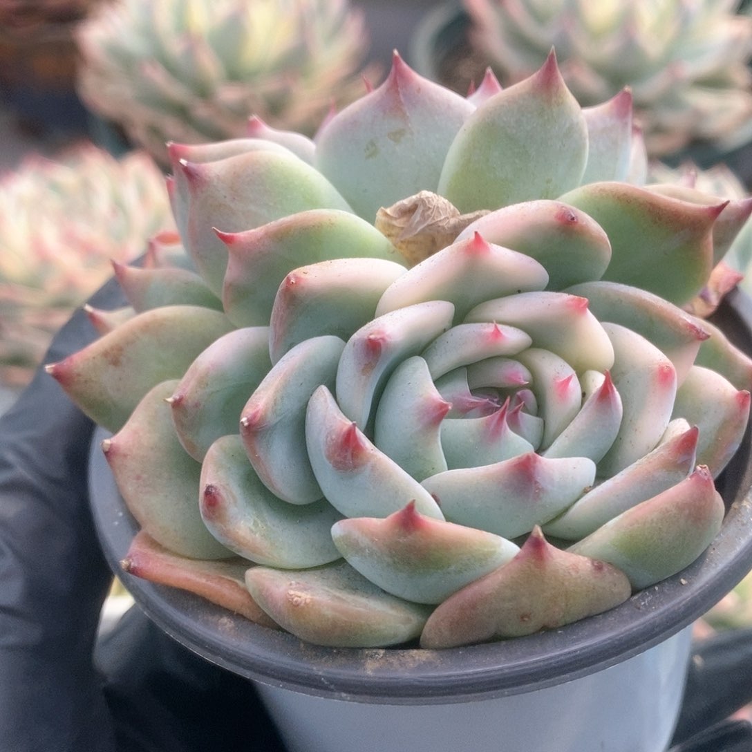 153锦锦锦锦锦锦锦