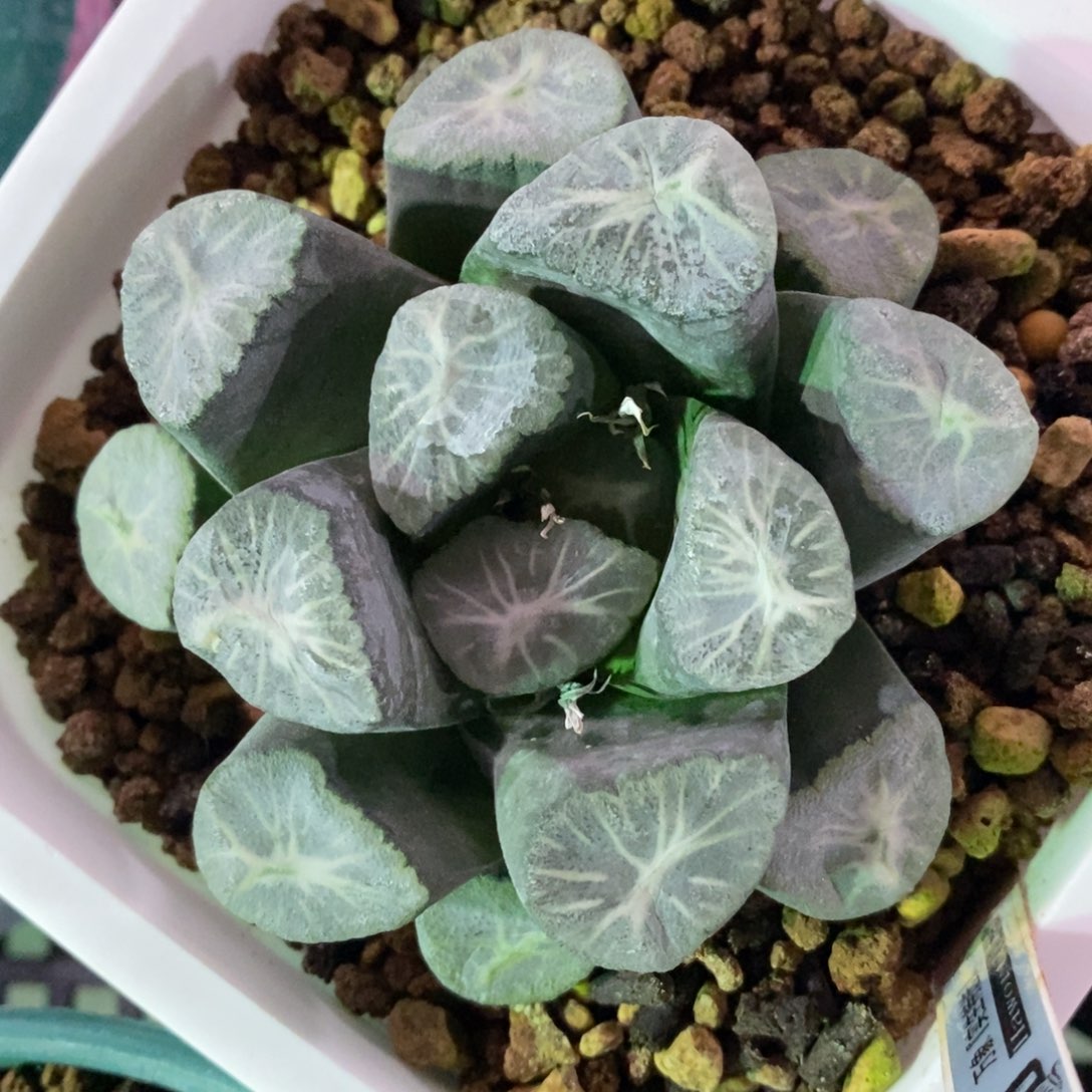 一颗实生超级万象 