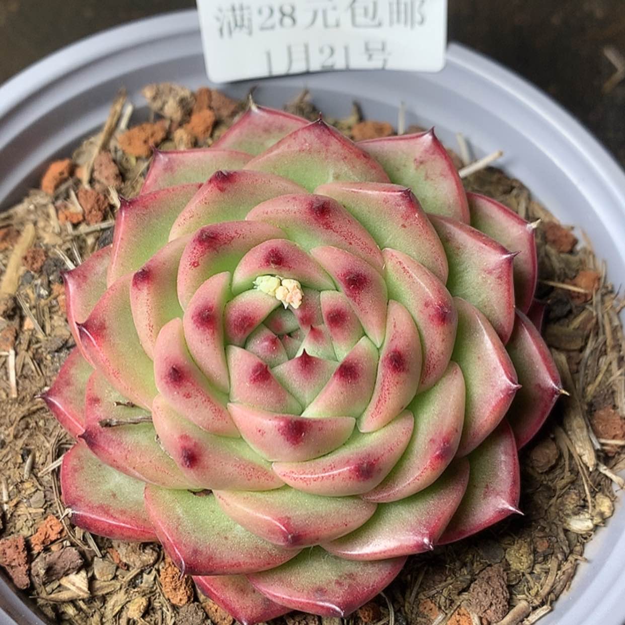 【闪购商品】云533