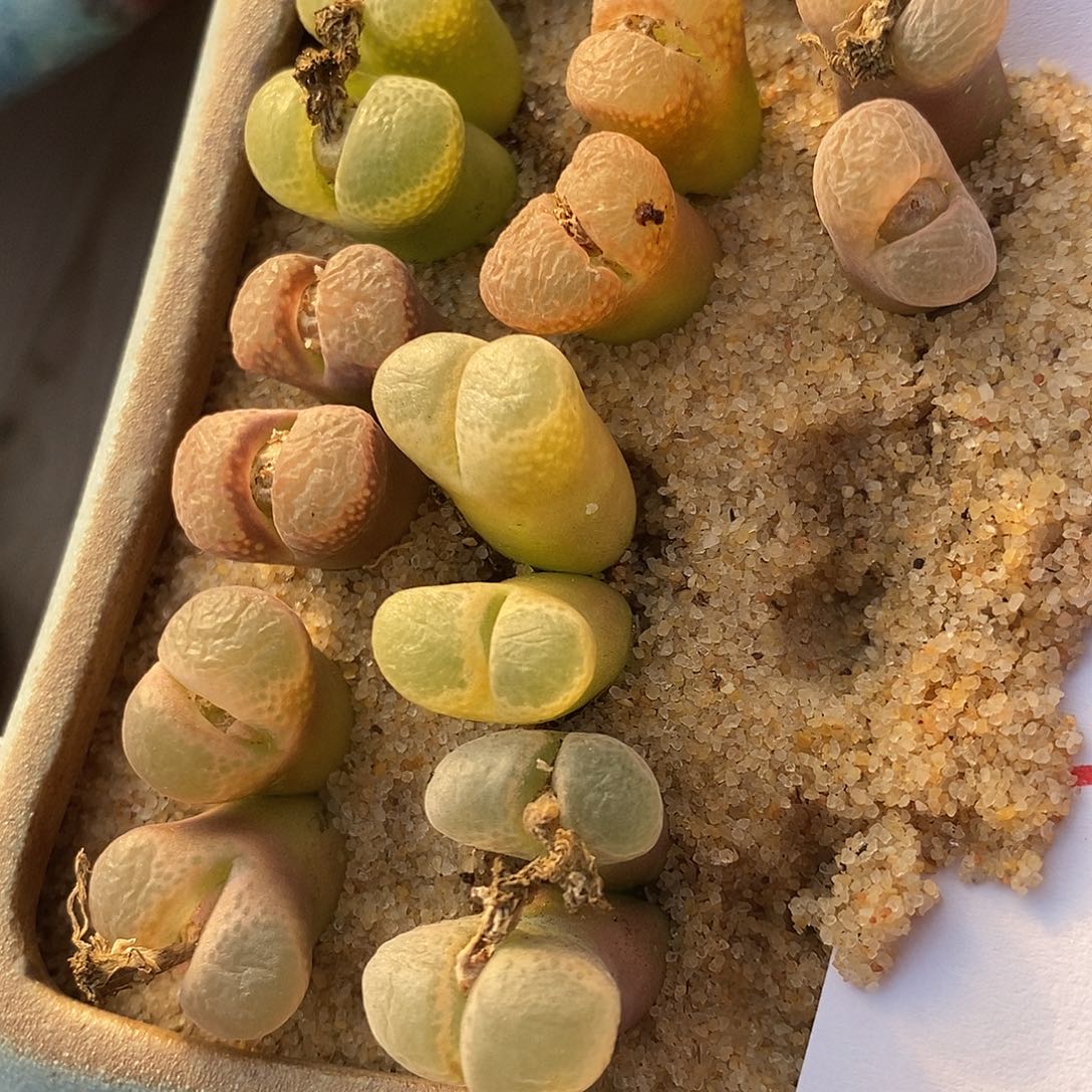 2733彩色双头风铃一组。   