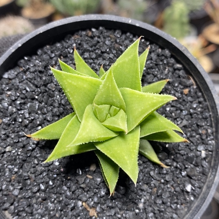 白羊宫471号4.8cm