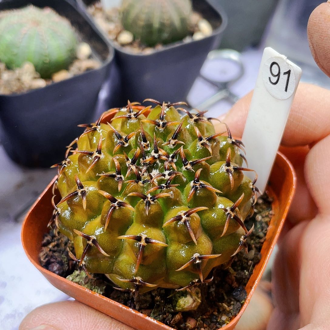 非偏远地区满25包邮仙人球