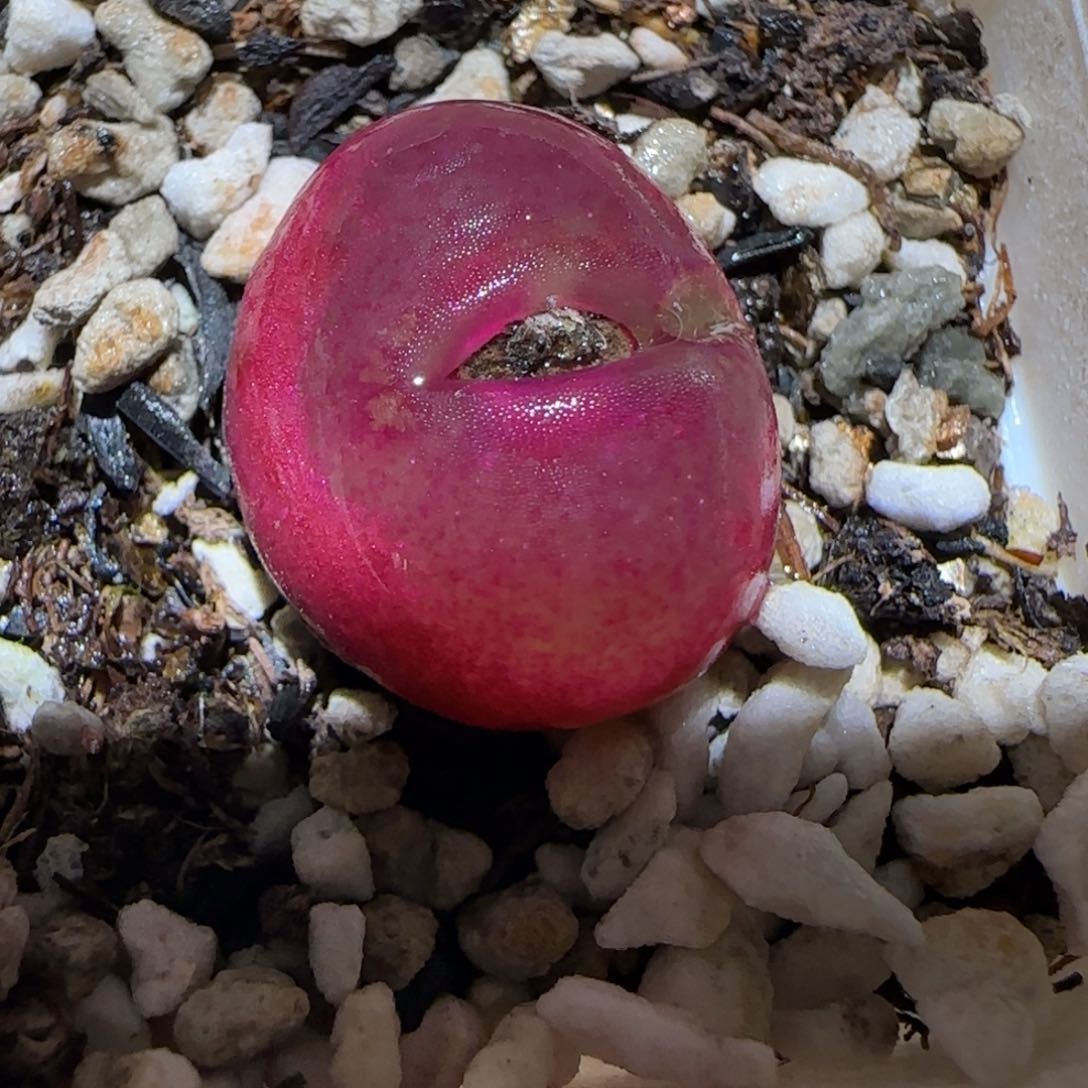 肉锥多肉植物百科2-有疤1631