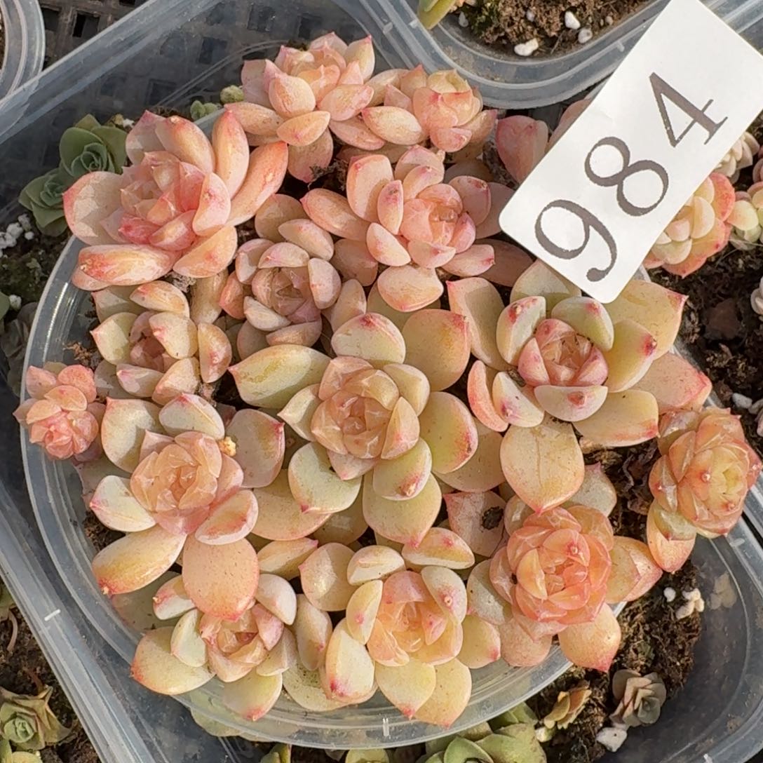 多肉植物多肉植物984