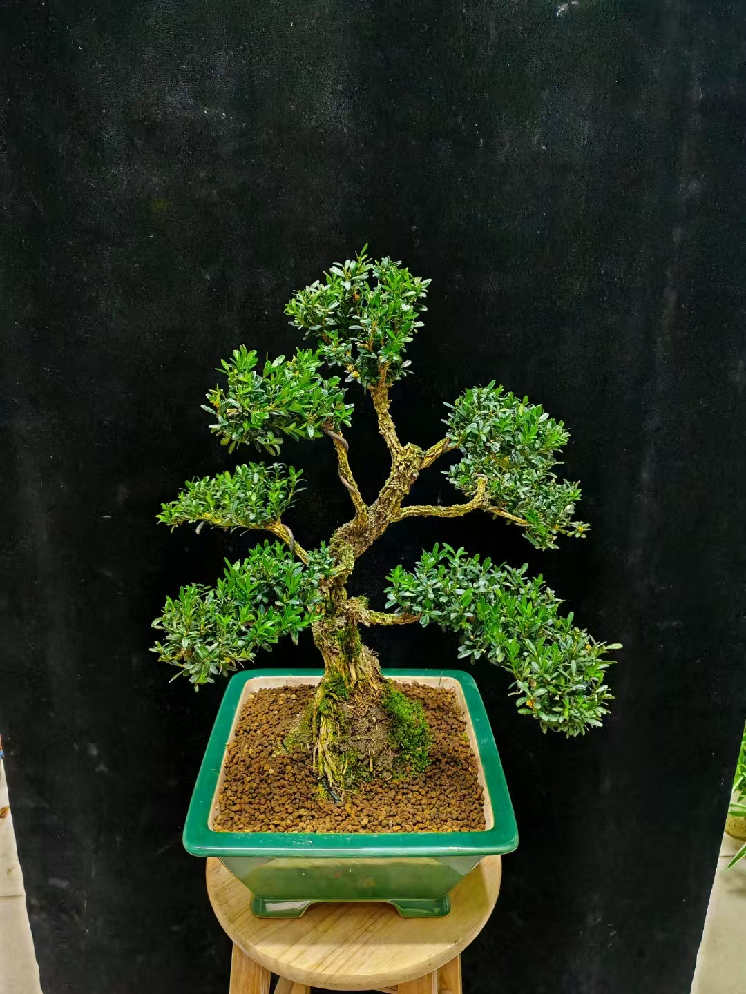 【盆景盆栽绿植】直播一物一拍