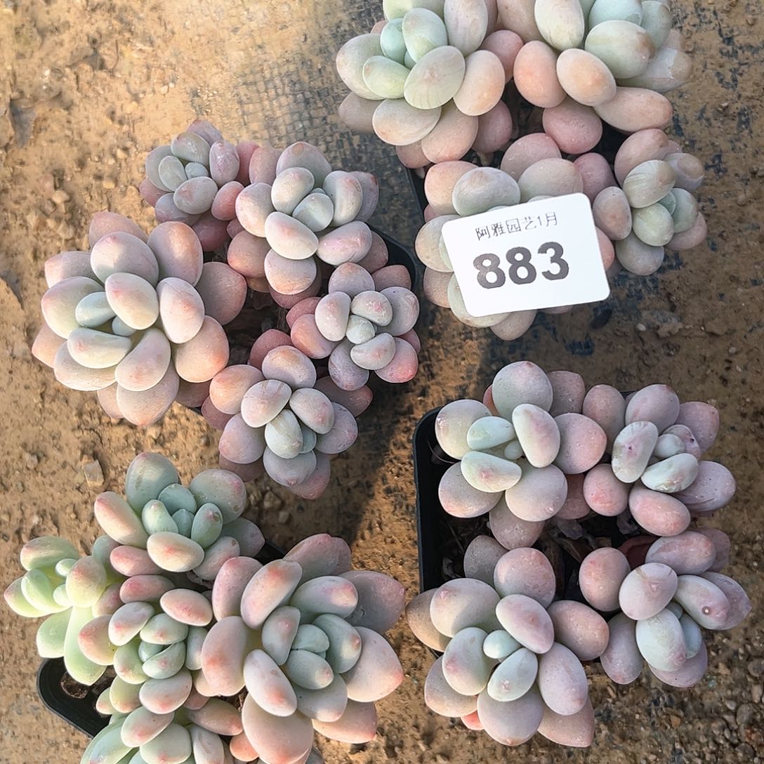 阿雅园艺。          883