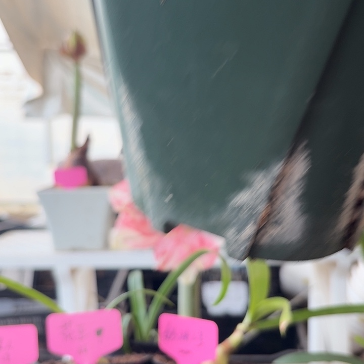 无花朵昨日重现朱顶红直径9.5-10