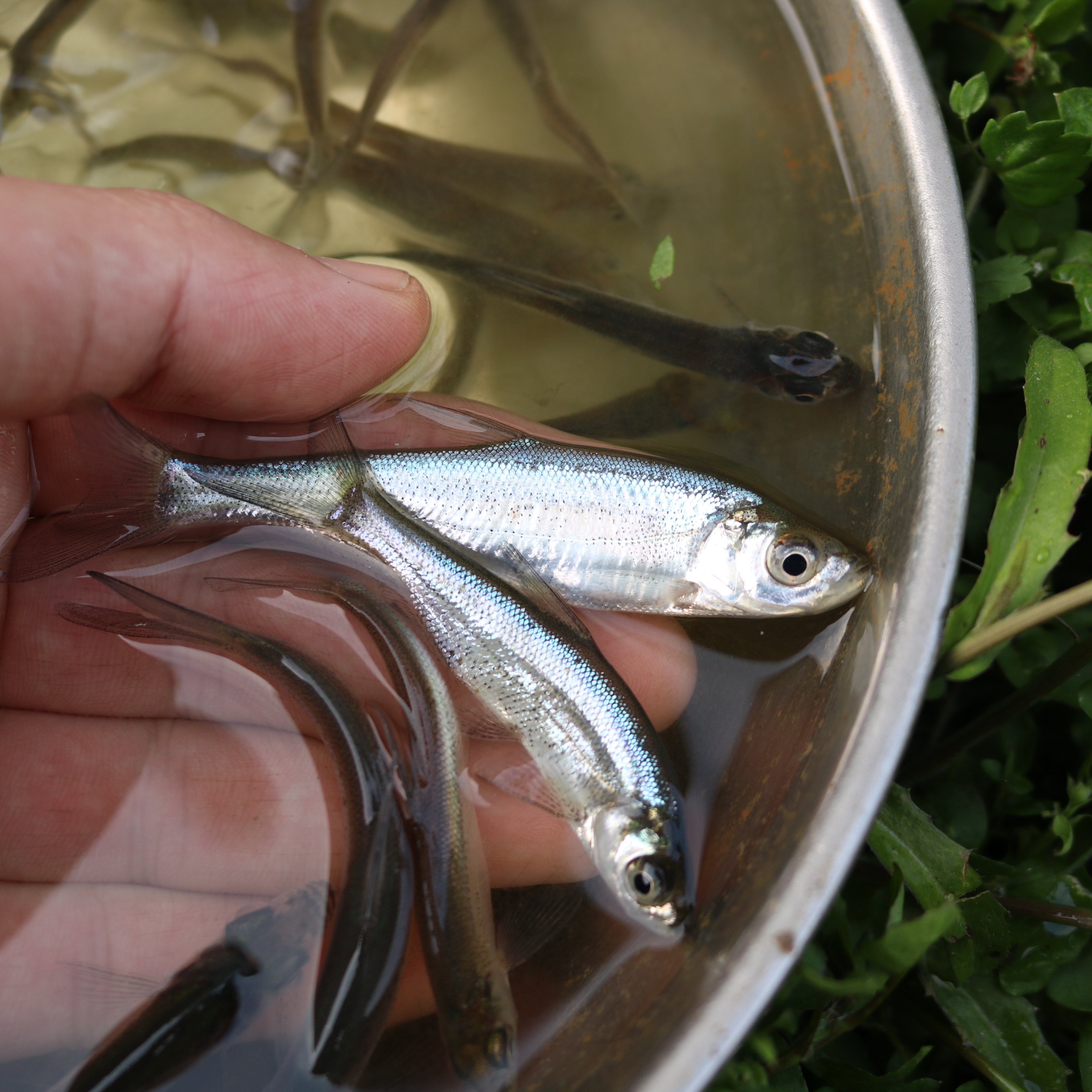 翘嘴小鱼四川发货淡水养殖食用观赏均可