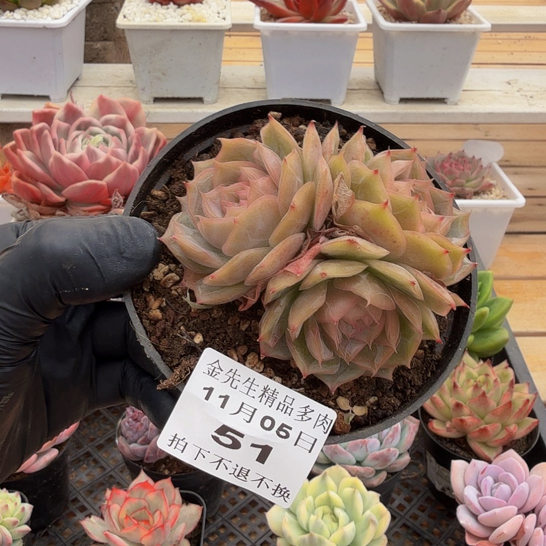 1105-51琉璃盏单头