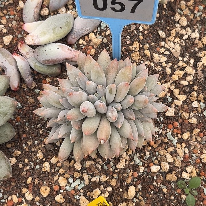 幸***心多肉植物彩体哥特缀057