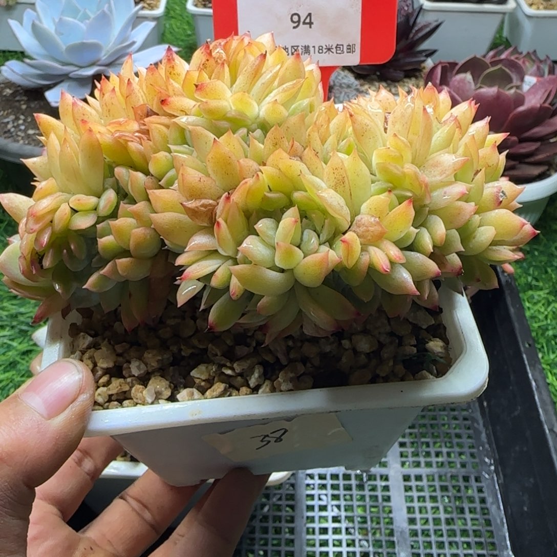 解忧多肉植物编号94