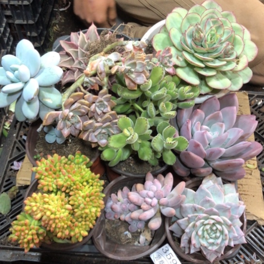 框拍，3598，微瑕，介意慎拍