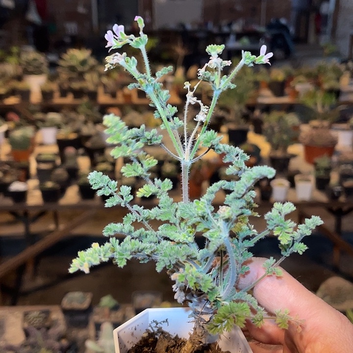 满38包邮2天凑单，脱土晾根发货多肉植物龙骨杨葵