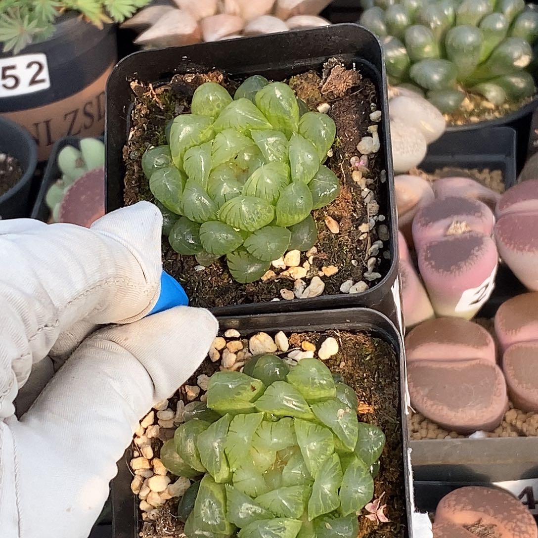 381 实生蝉翼 带盆土 有疤特