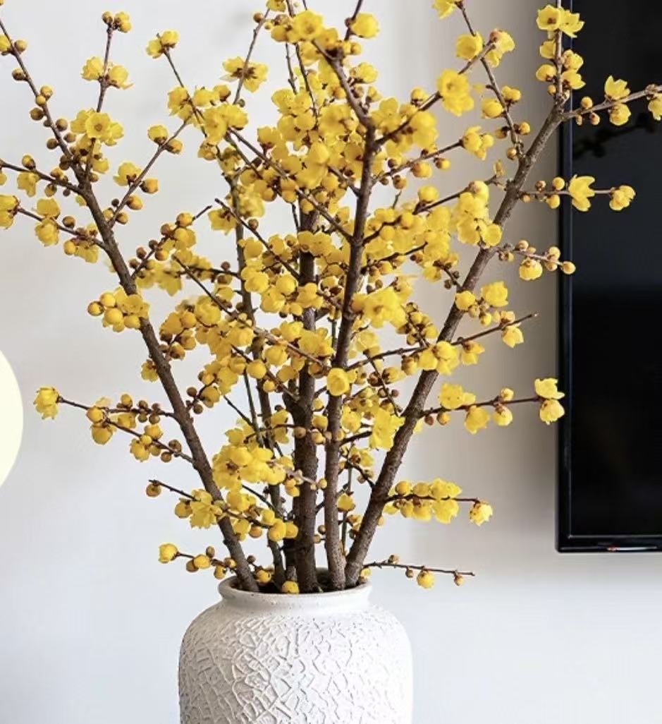 带花苞浓香型耐寒腊梅水培鲜切花遇水开花冬季室内植物