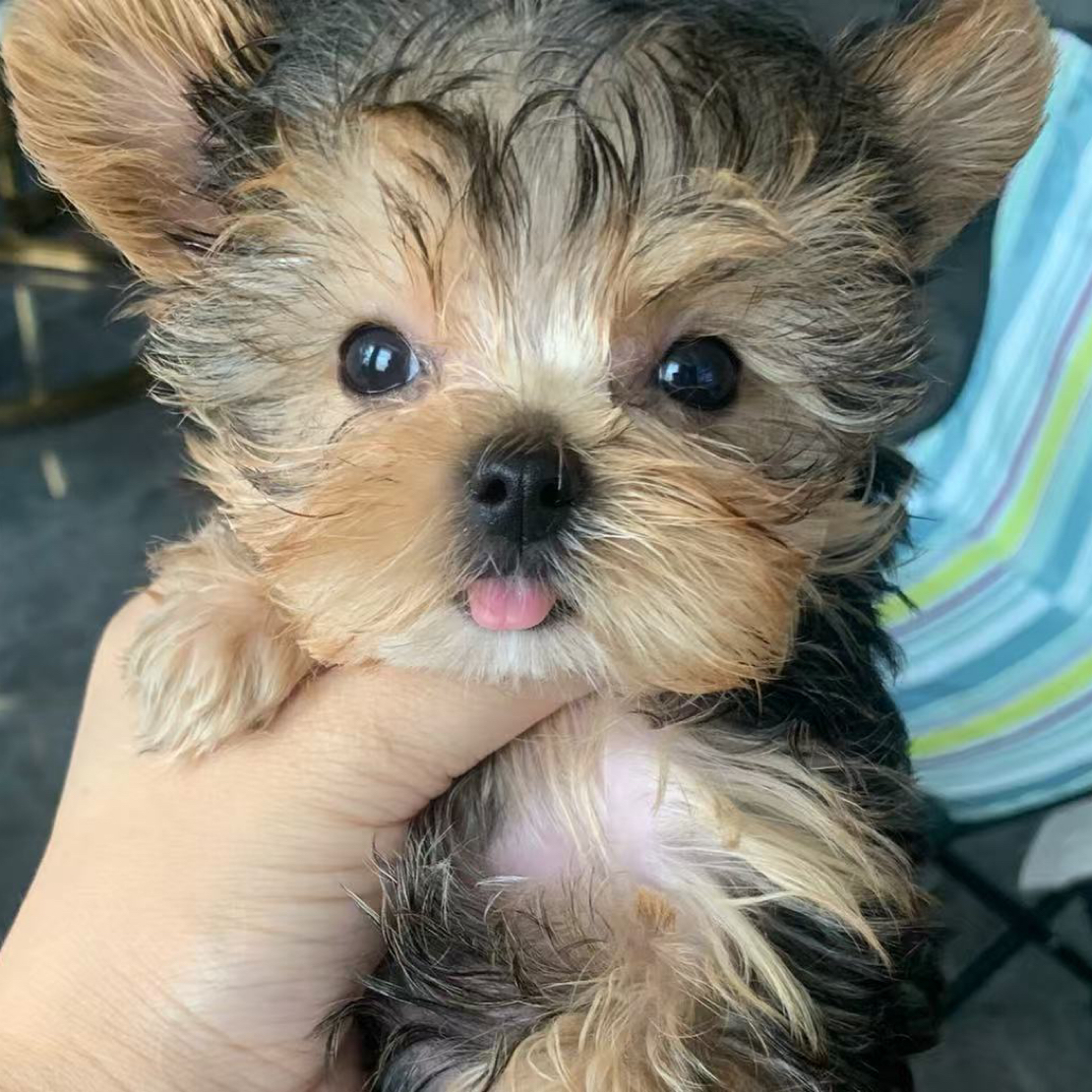 雪纳瑞弟弟特价，约克夏