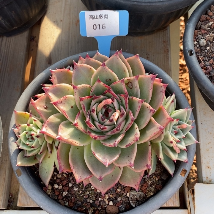 东云016号直播福利哦