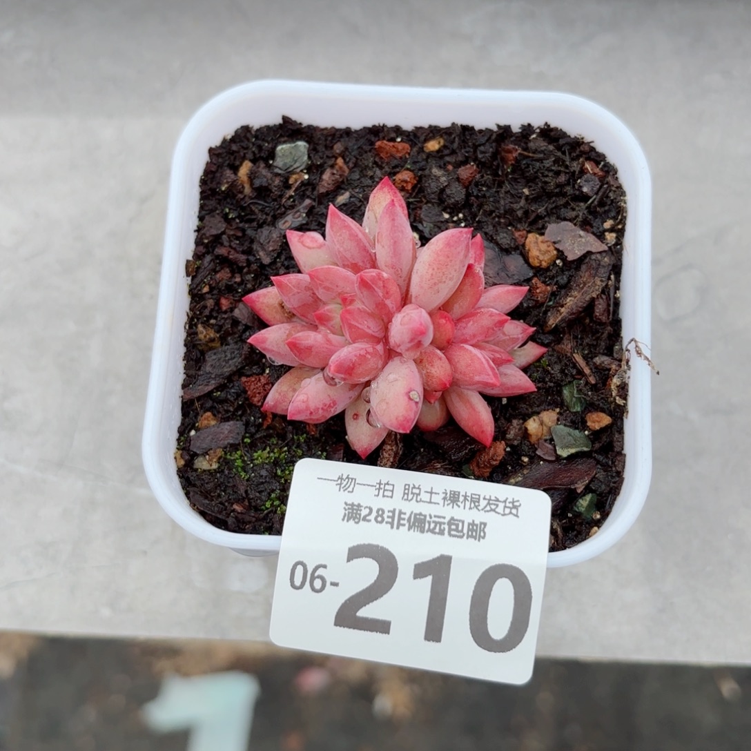 金鱼姬多肉多肉多肉