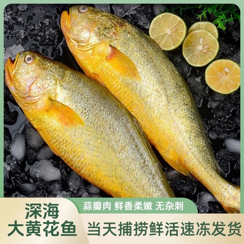 大黄鱼1-2斤多种规格   连云港发货