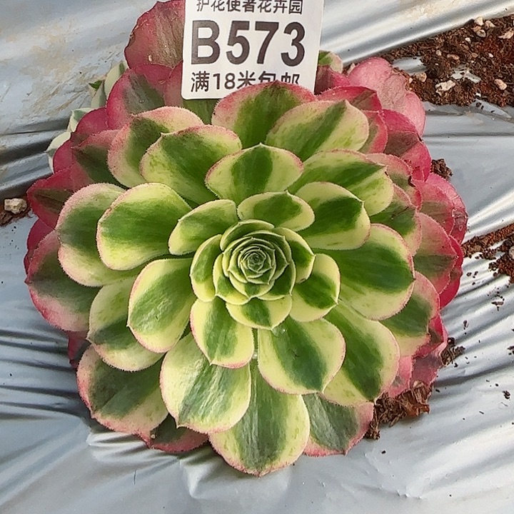 多肉法师玉资朵朵