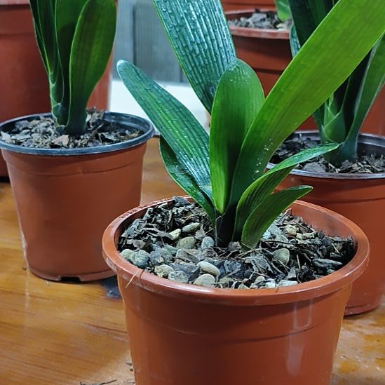 广***牙完全开放君子兰300