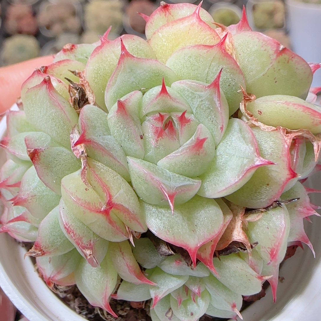 a***a花语多肉1210-16散