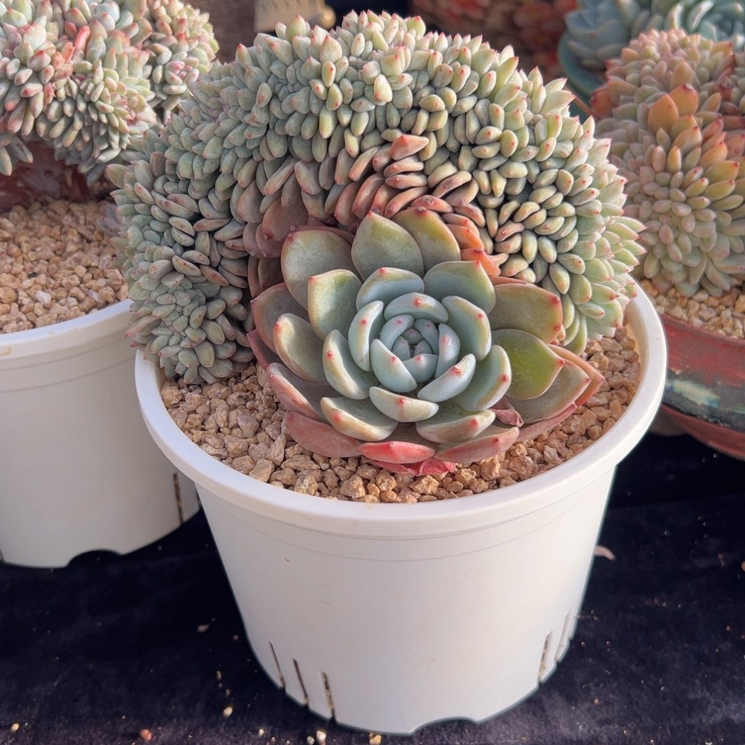 ～****～新年快乐 新年快乐