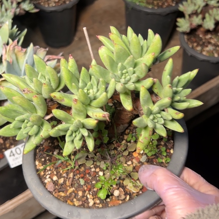 403绿拇指杂交哈哈哈哈哈哈