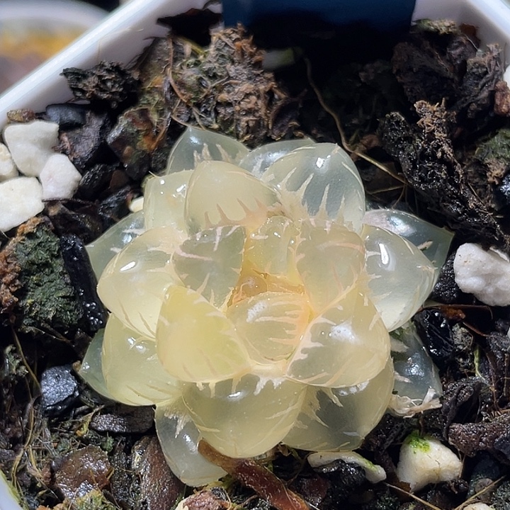 543糊斑水中月锦特选福利