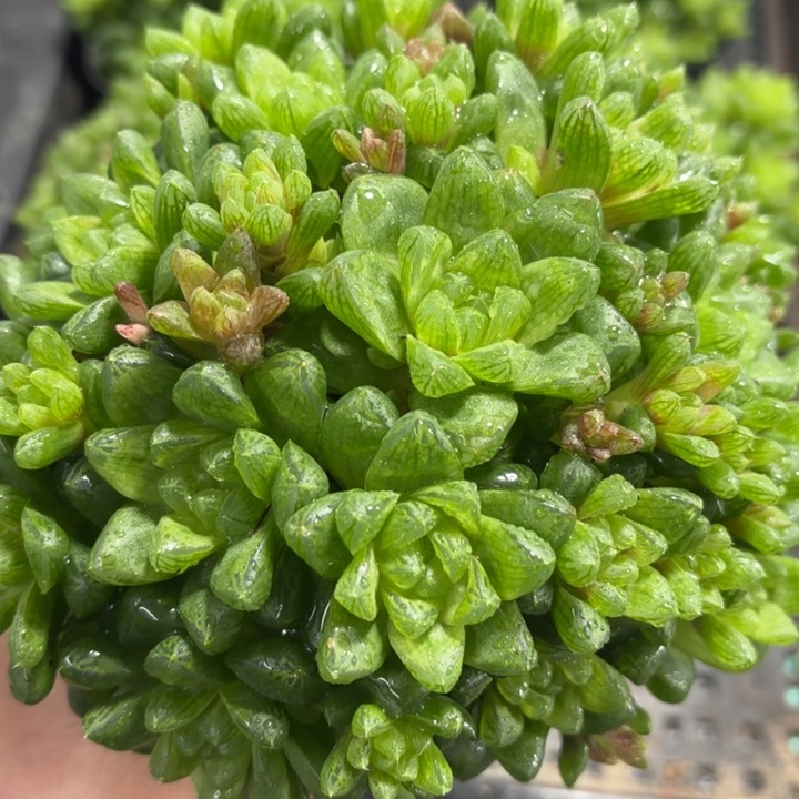 草水晶玉露大群生多肉植物