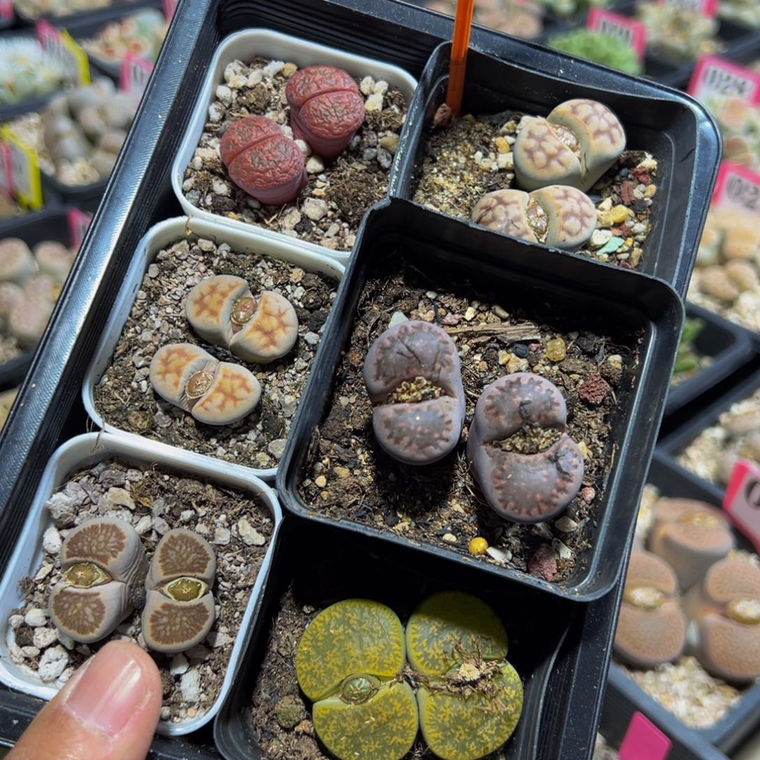 768 一物一拍，默认有伤，介意勿拍，不退不换