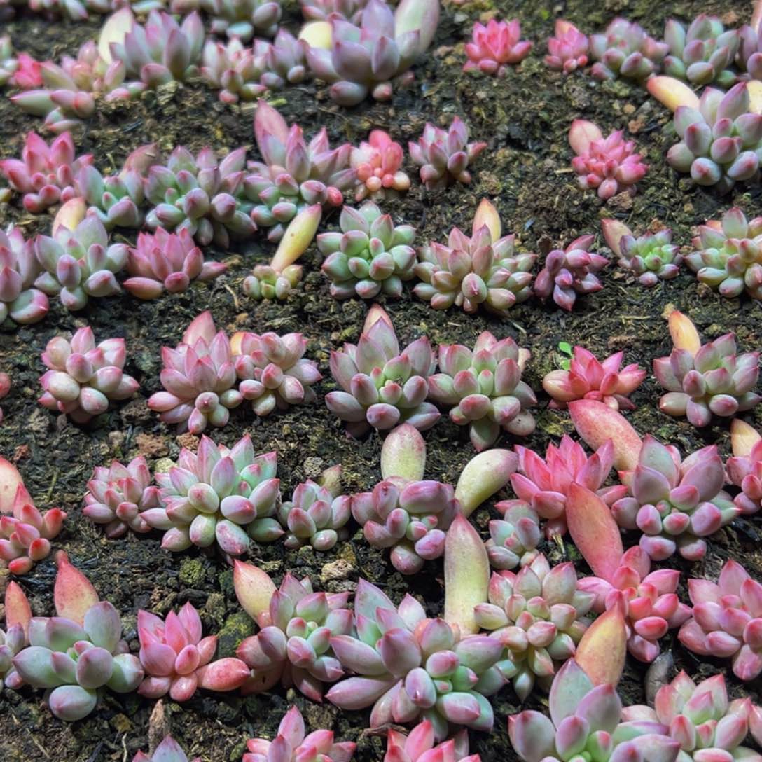 10颗大小不等大小不等