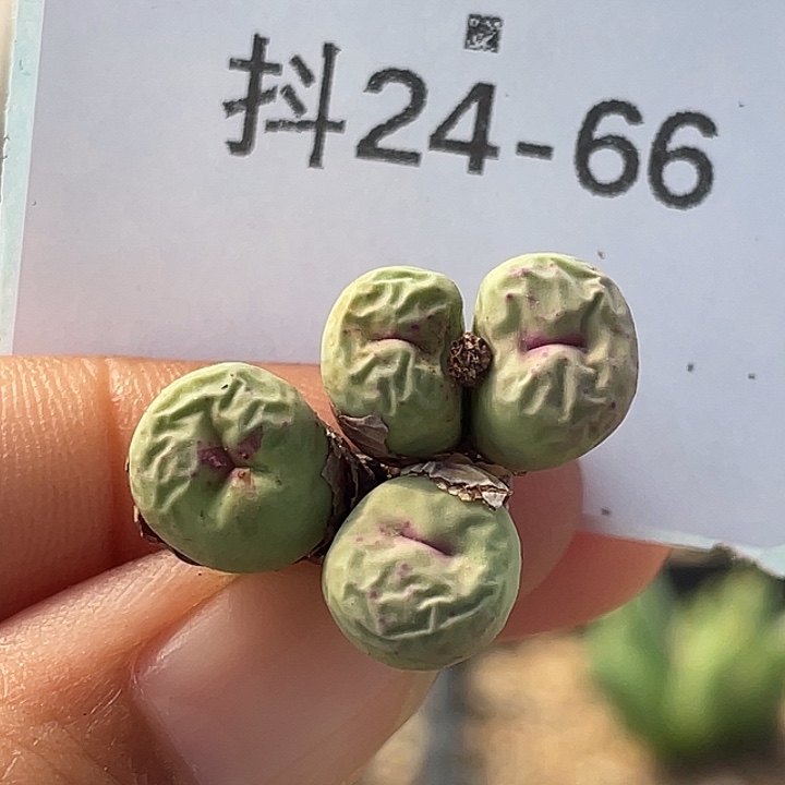 24-66嘴多肉植物肉锥