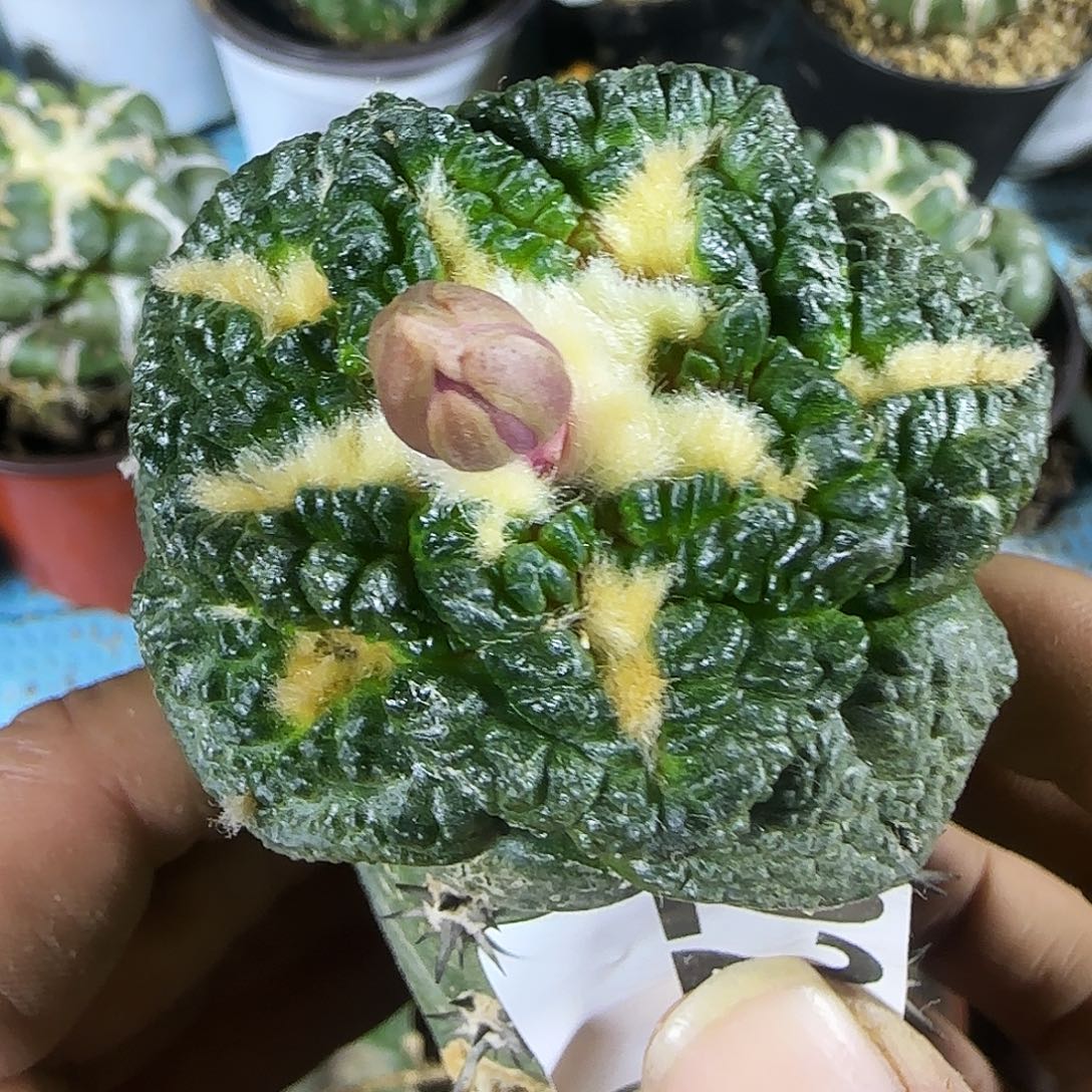 龟甲225仙人球开花