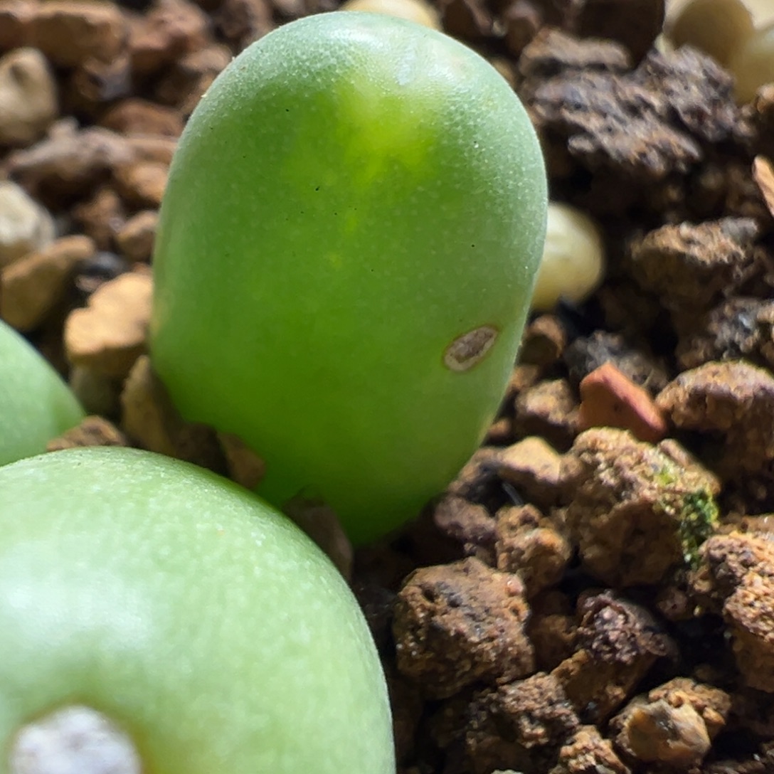 y***ㅤ36多肉植物百科植物